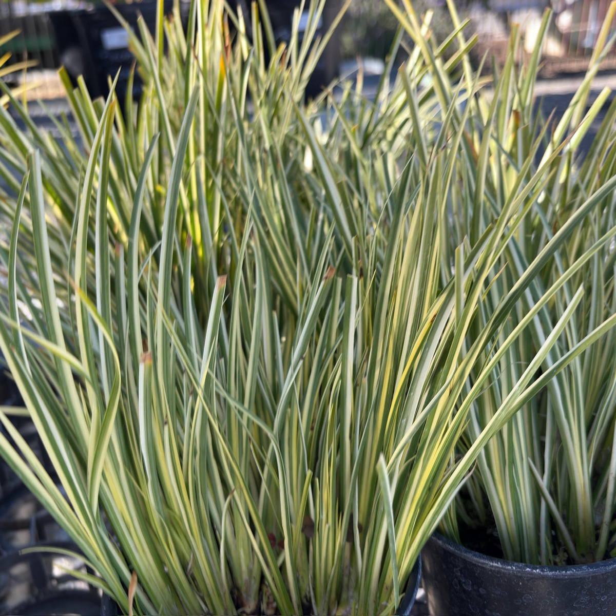 Golden Variegated Sweet Flag