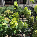 Limelight Panicle Hydrangea