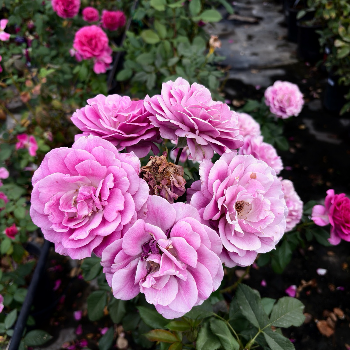 茶香月季-香水工厂