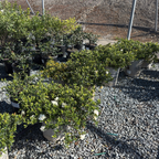 Traling  Gardenia