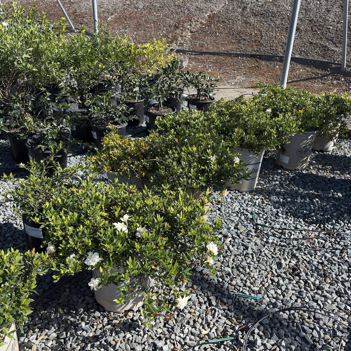 Traling  Gardenia