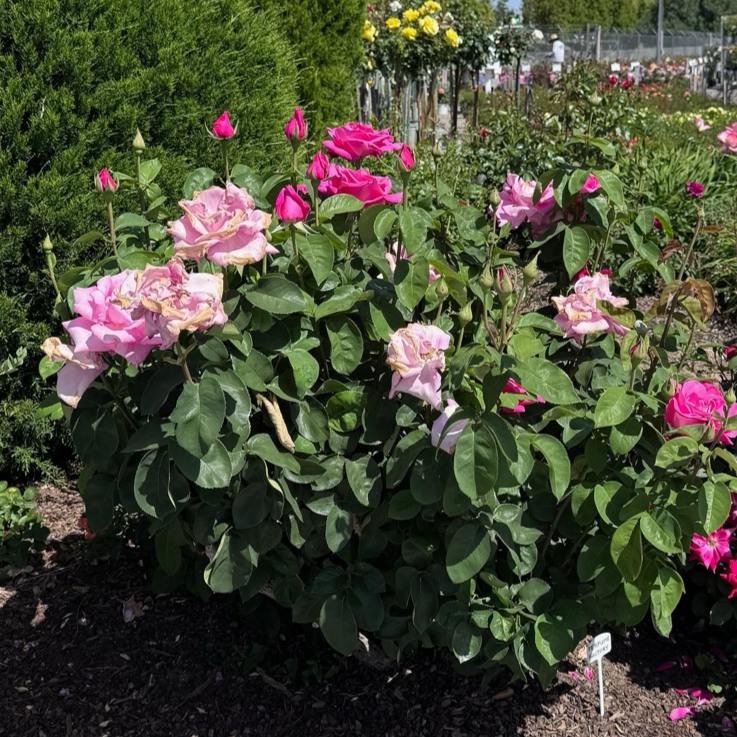 Perfume Factory™ Rose