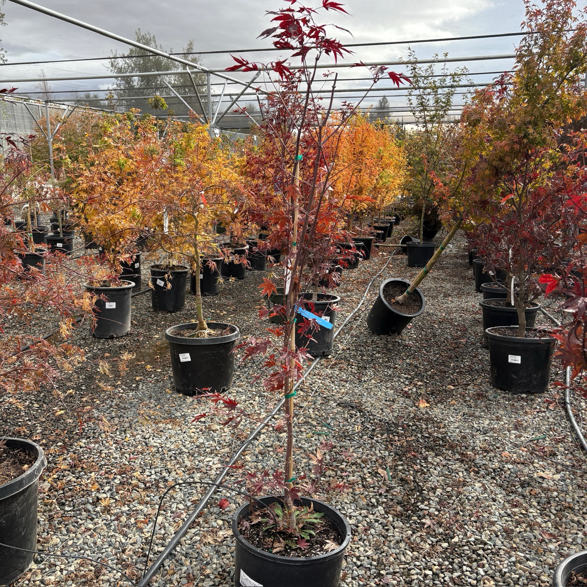 Fireglow Japanese Maple