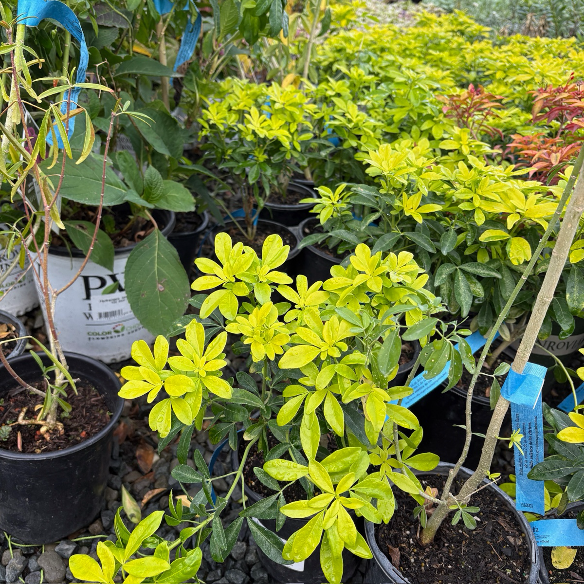 Sundance Mexican Orange Blossom