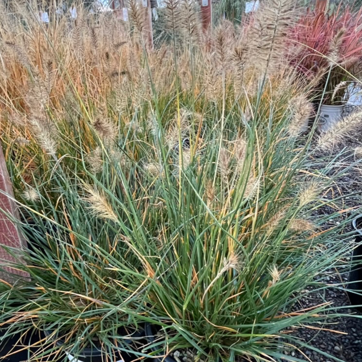 Dwarf Fountain Grass