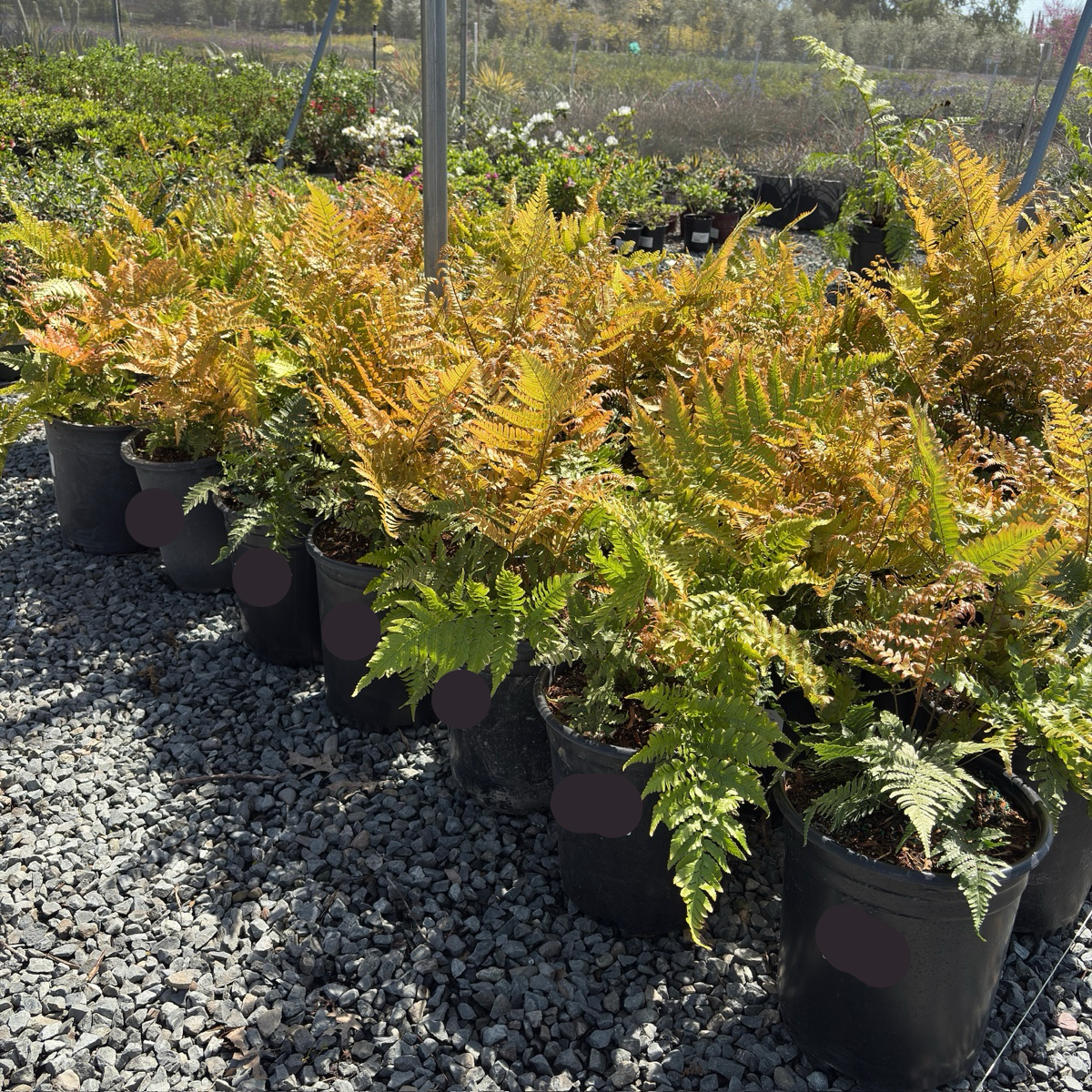 Brilliance Autumn Fern