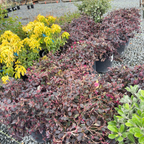 Red Chinese Fringeflower