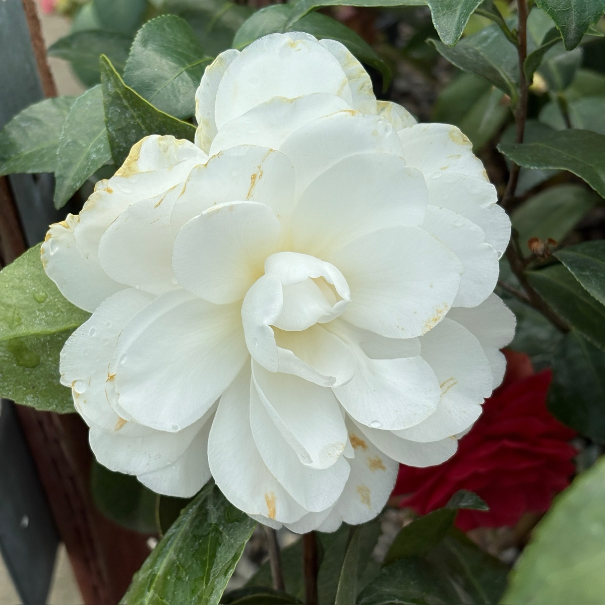天鹅湖山茶花