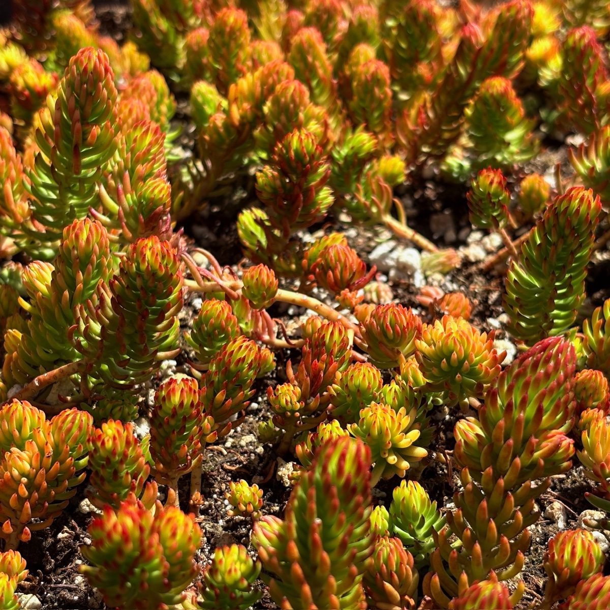 Angelina Stonecrop