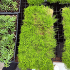 Scotch Moss