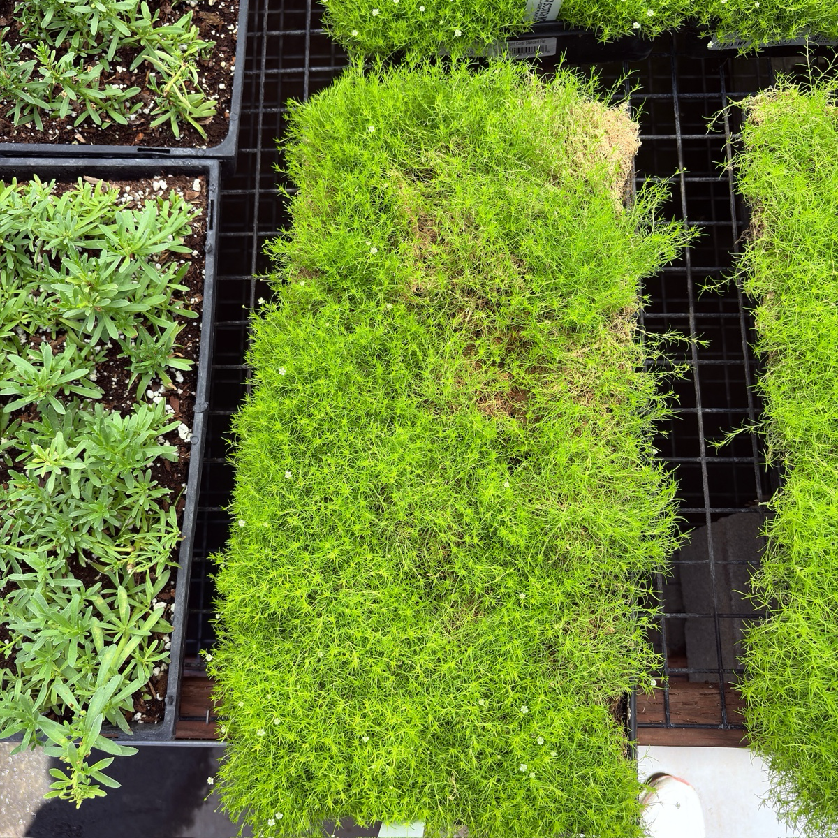 Scotch Moss