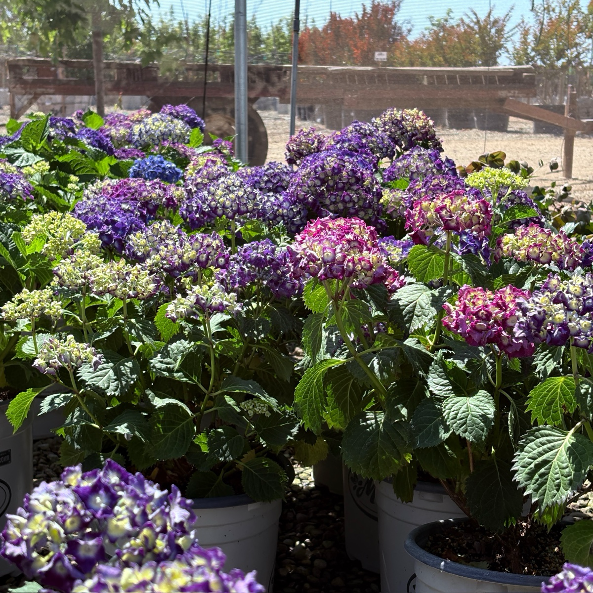 大叶绣球-皇家紫