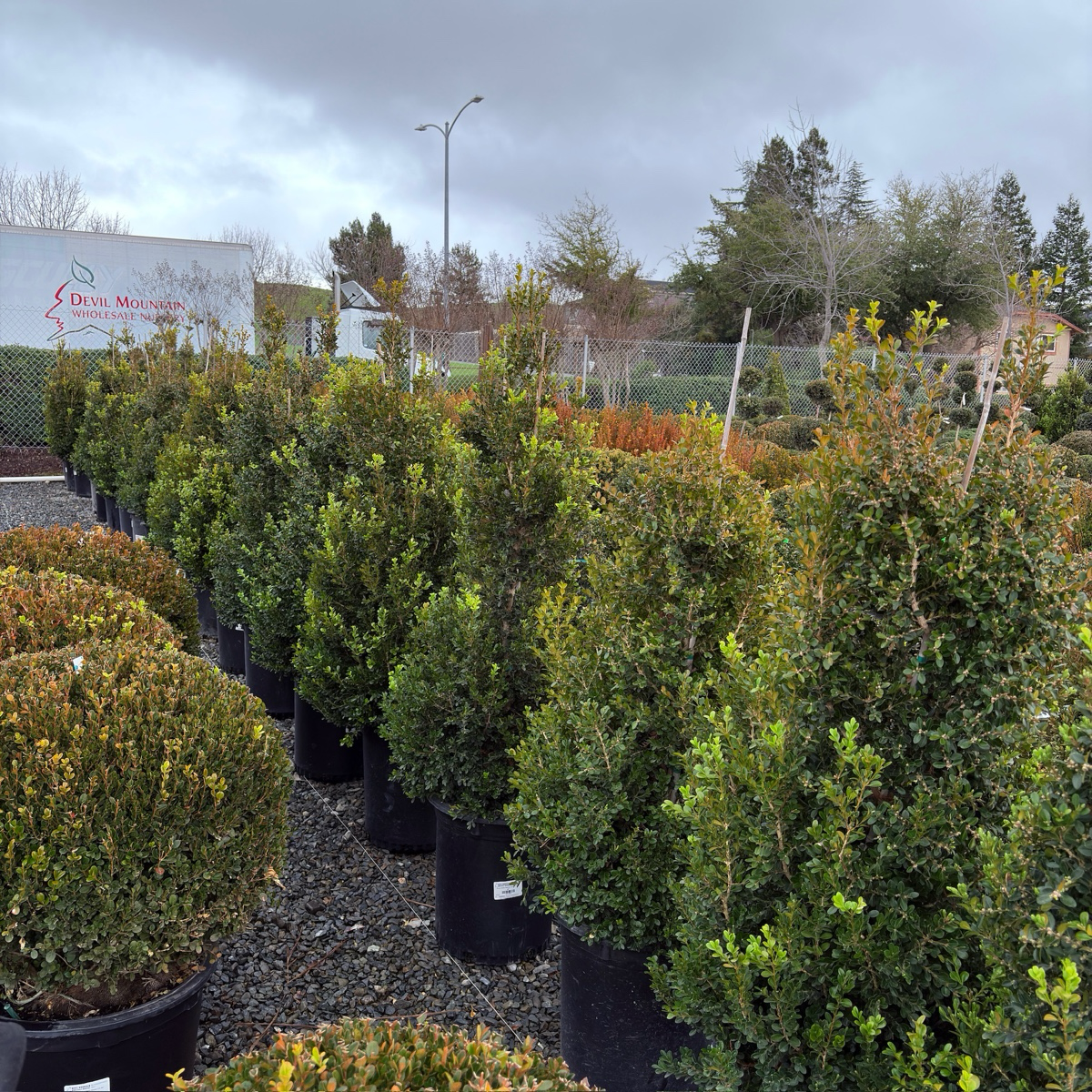 Green Beauty Boxwood