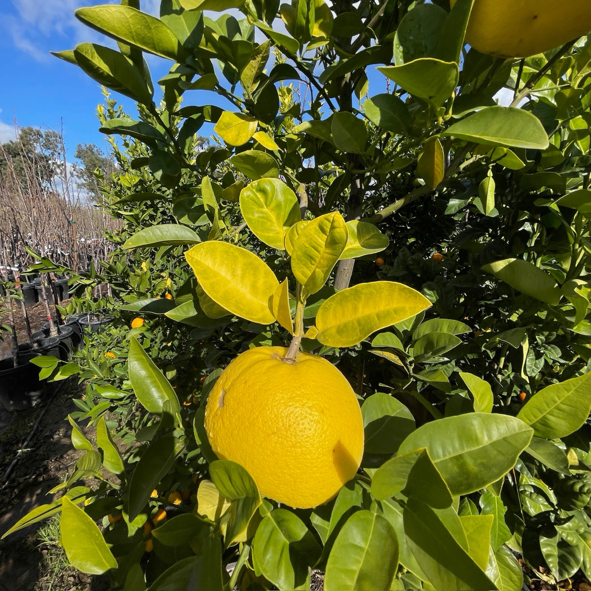 Grapefruit Tree-Sweetheart Crystal