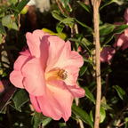 Taylor's Perfection Camellia