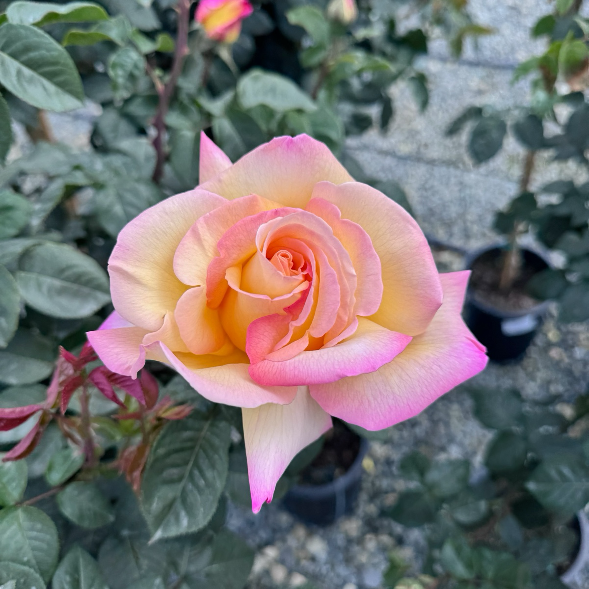 Peace Rose