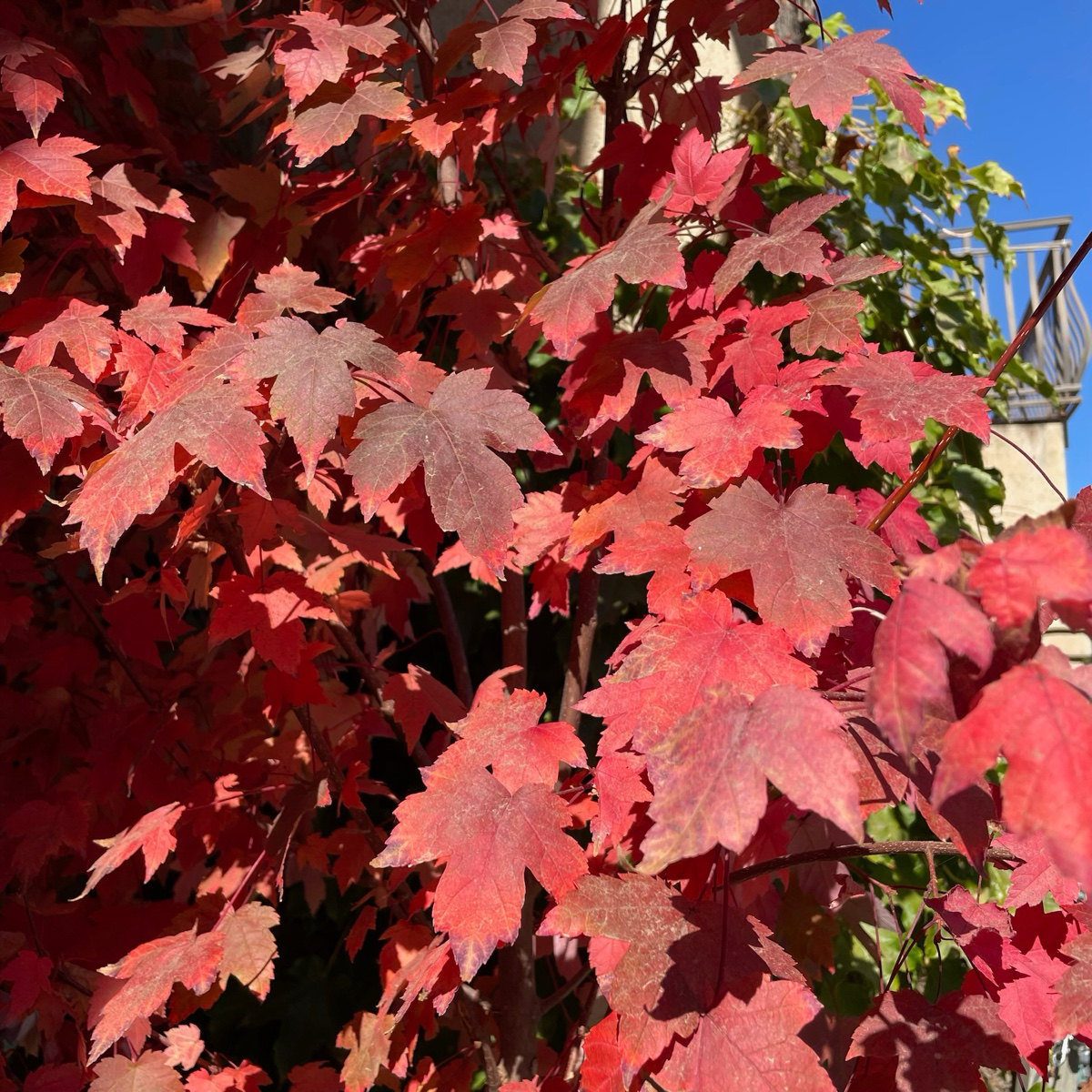 Maple-Acer rubrum