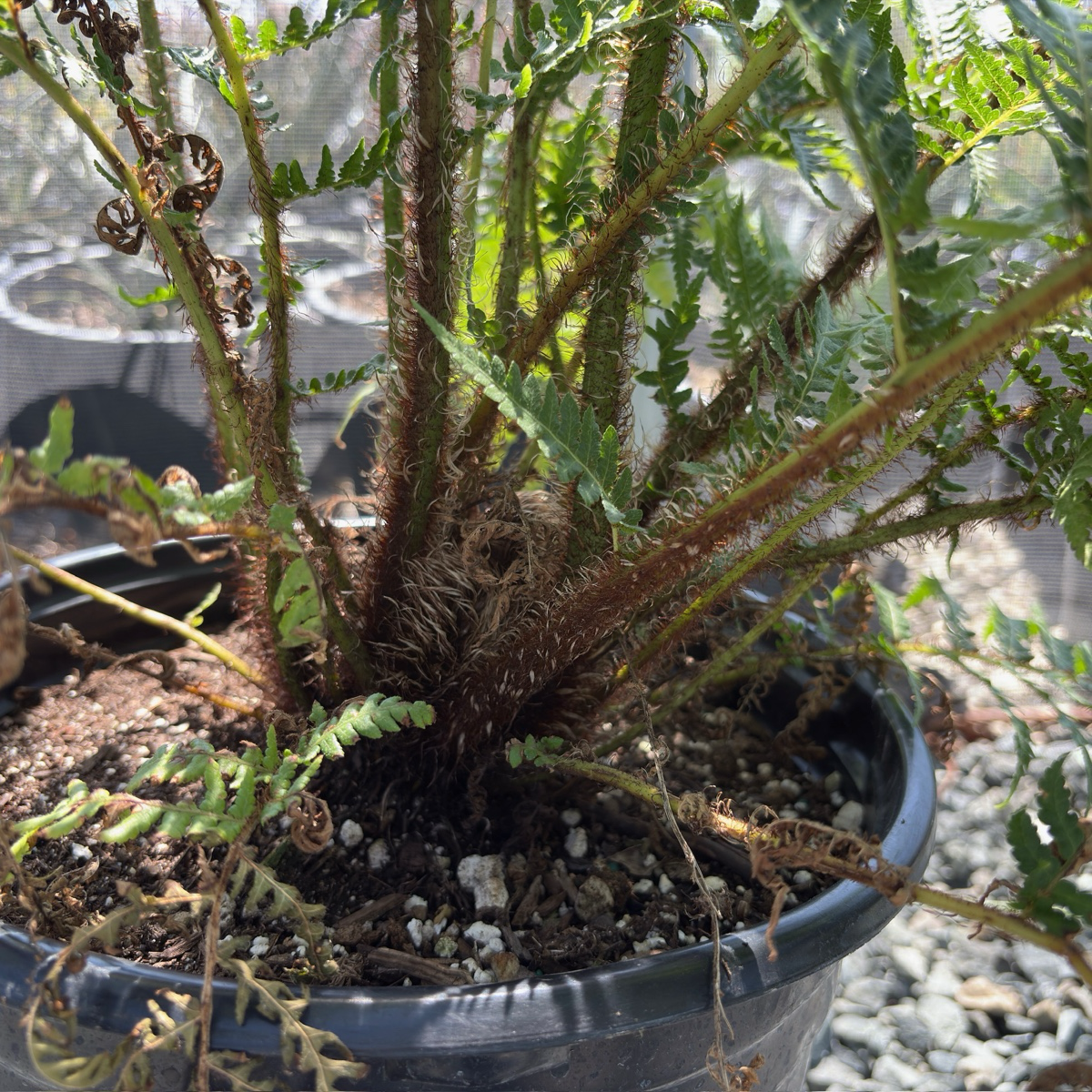Australian Tree Fern