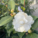 天鹅湖山茶花