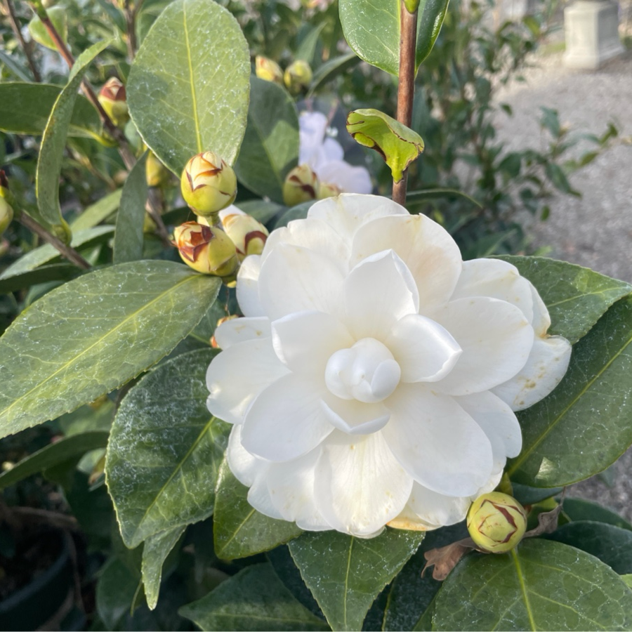 天鹅湖山茶花