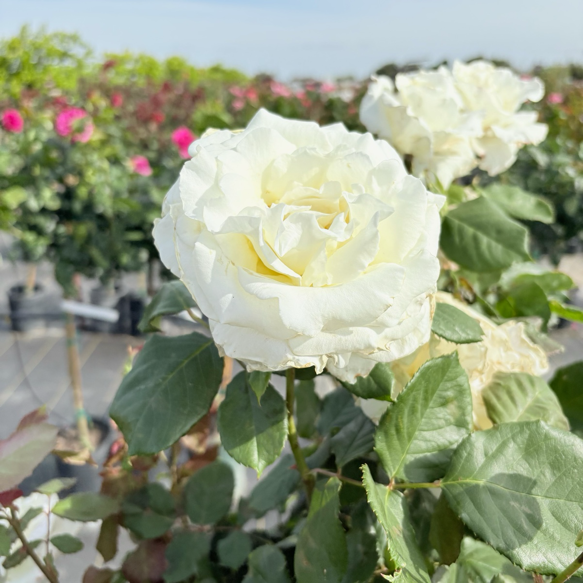 Pope John Paul II Rose