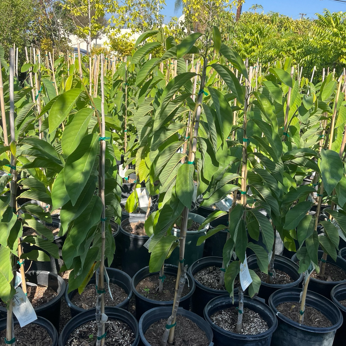 Sugar Apple Tree - Pineapple Sugar Apple