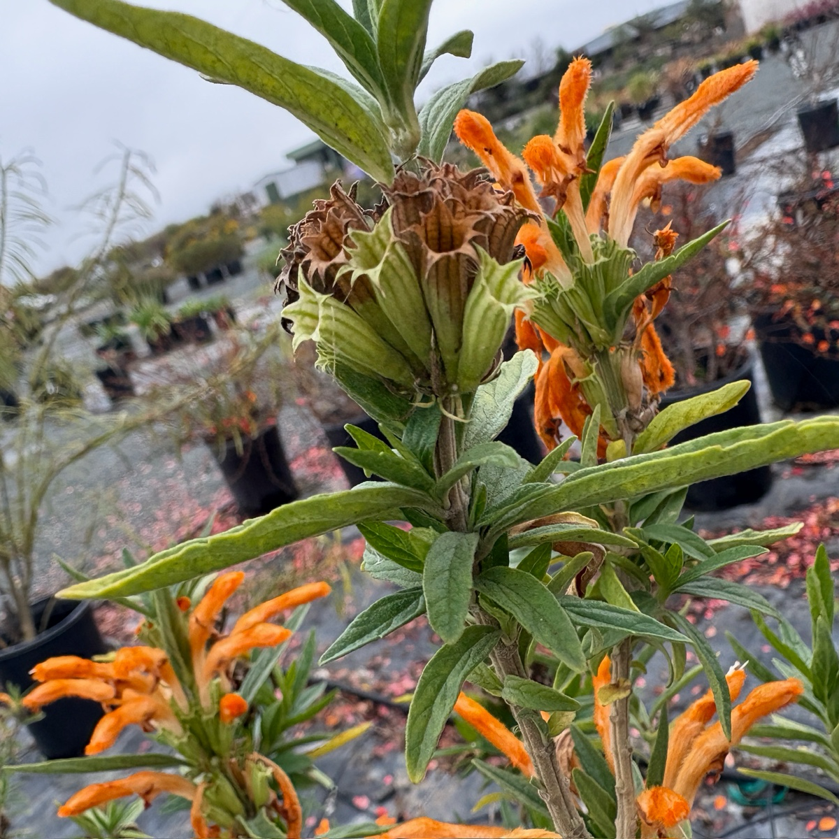 狮耳花