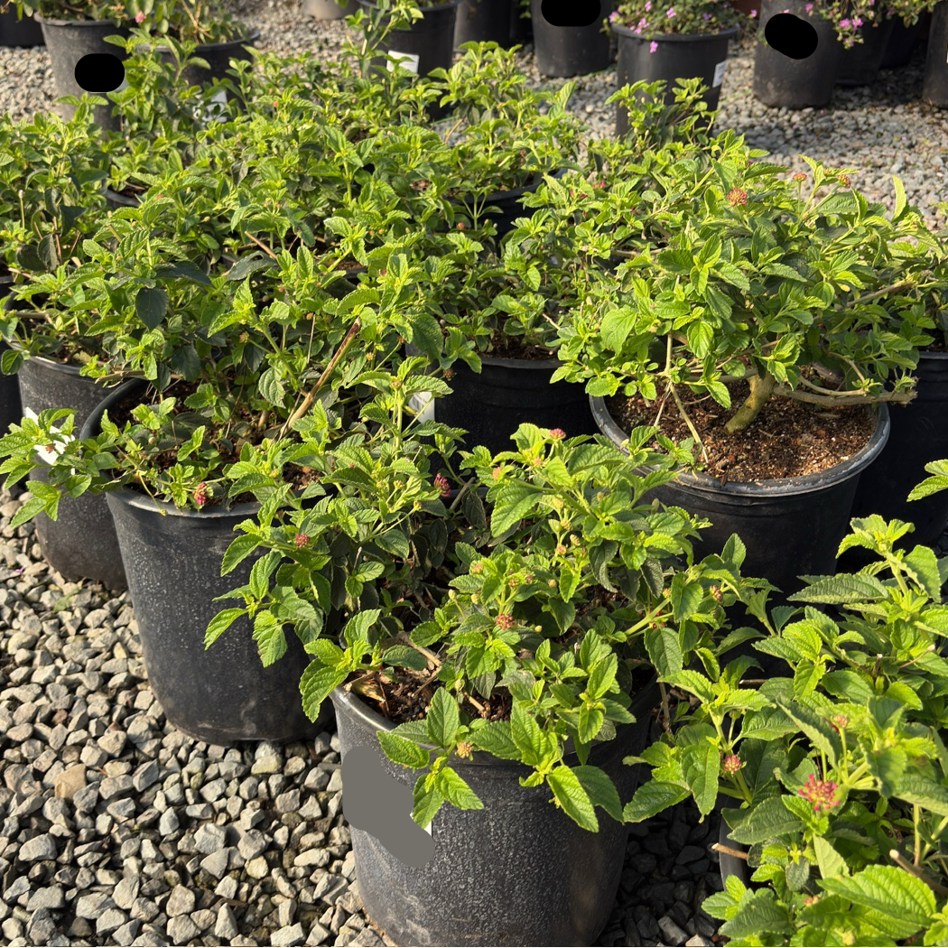 达拉斯红五色梅