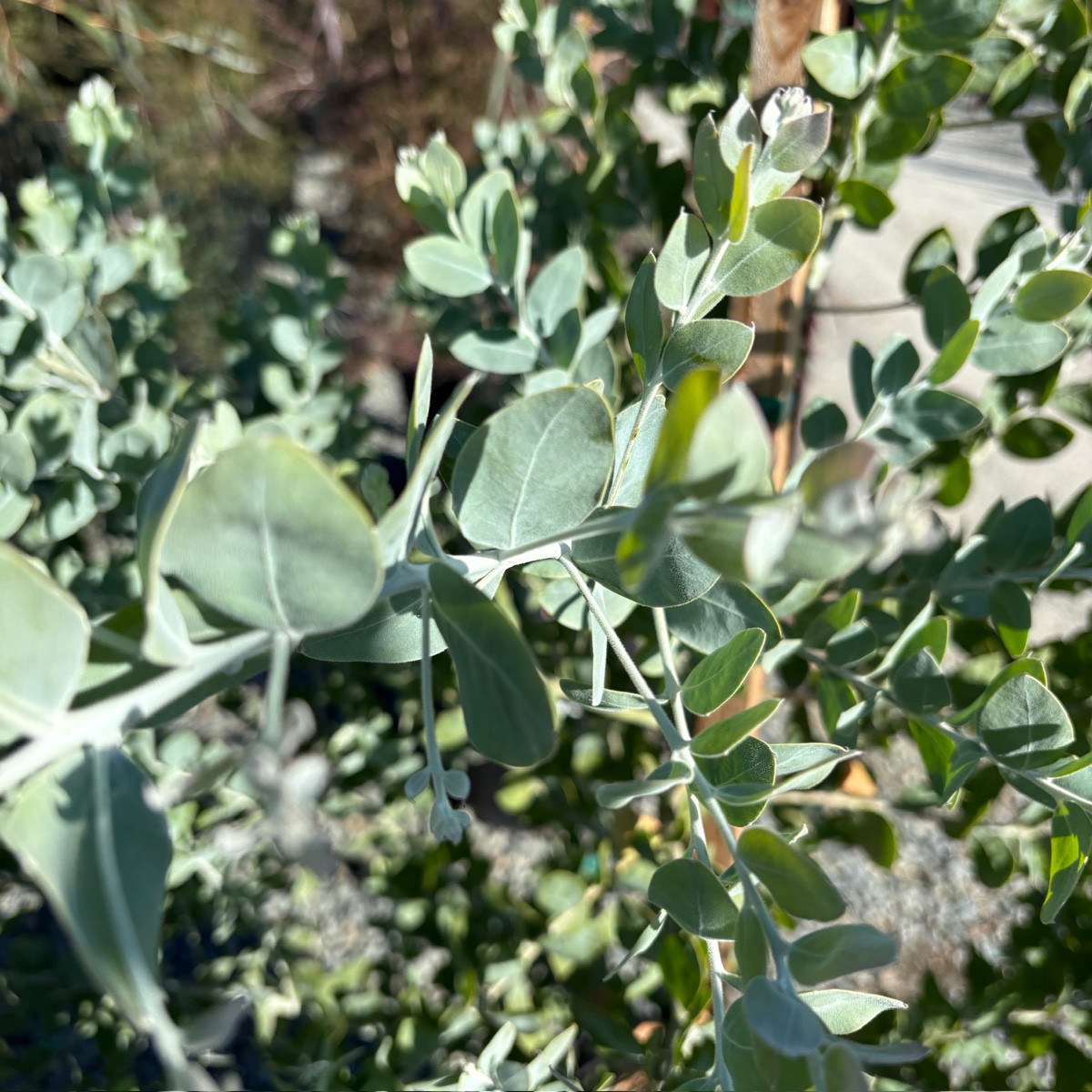Pearl Acacia