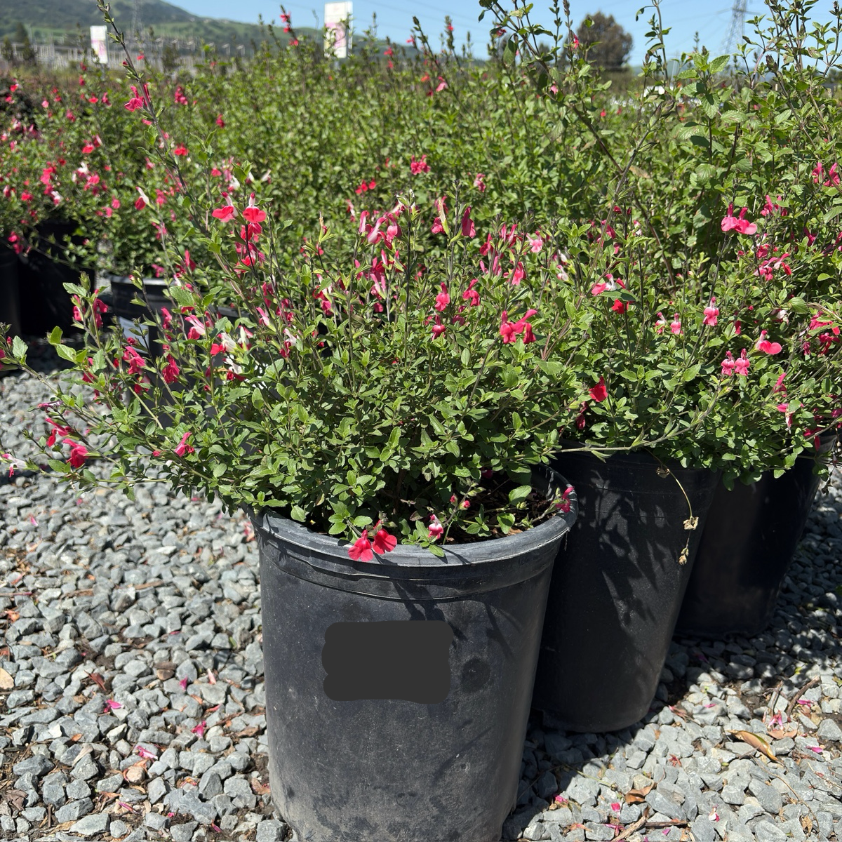 Hot Lips Sage