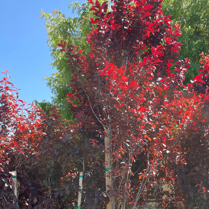 Purple Leaf Plum-Purple Red Leaf