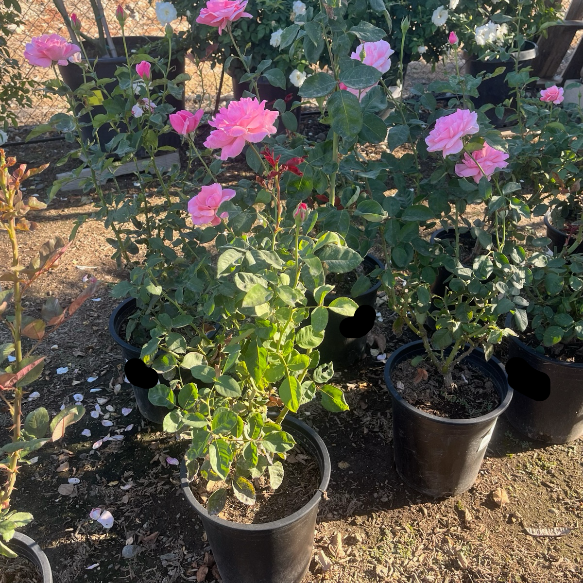 壮花月季-伊丽莎白女王