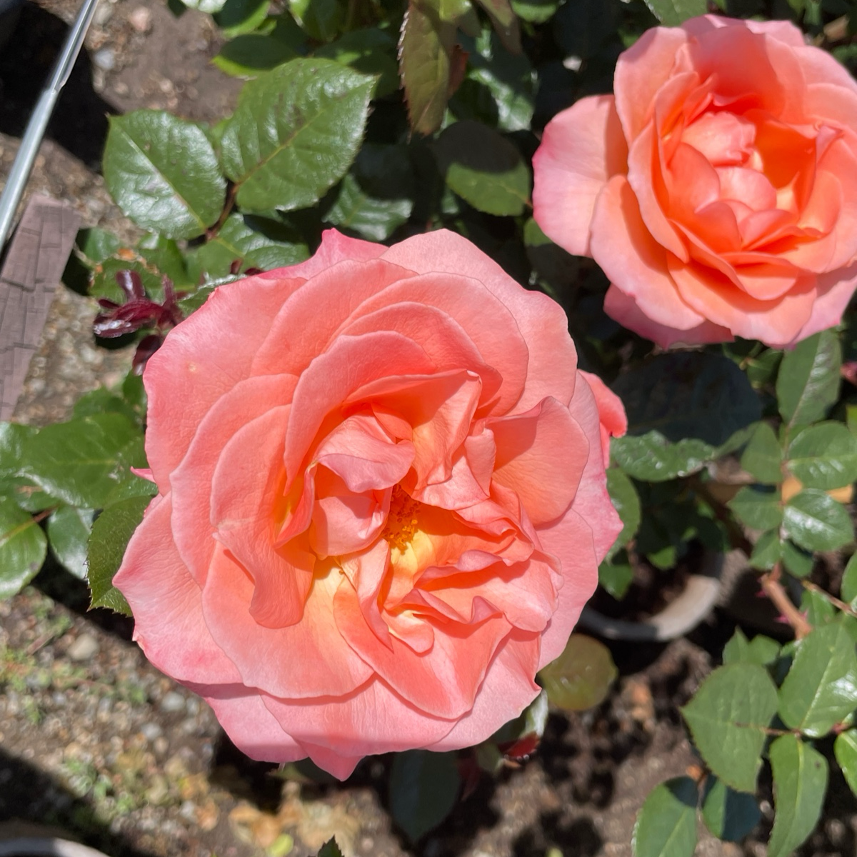 Floribunda Rose-Joyful