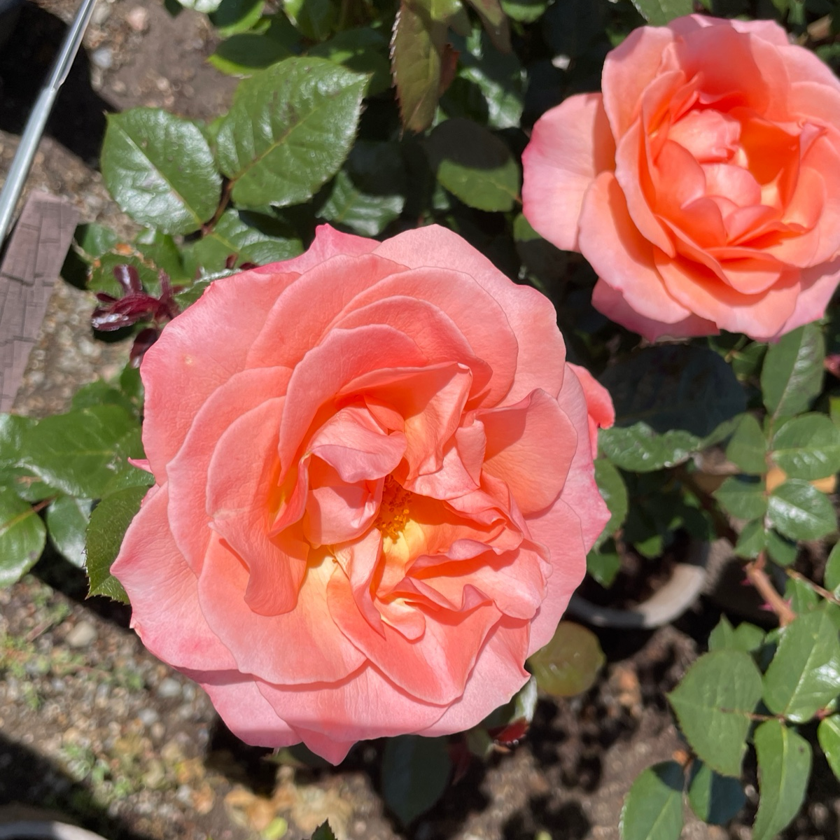 Jump for Joy™ Rose