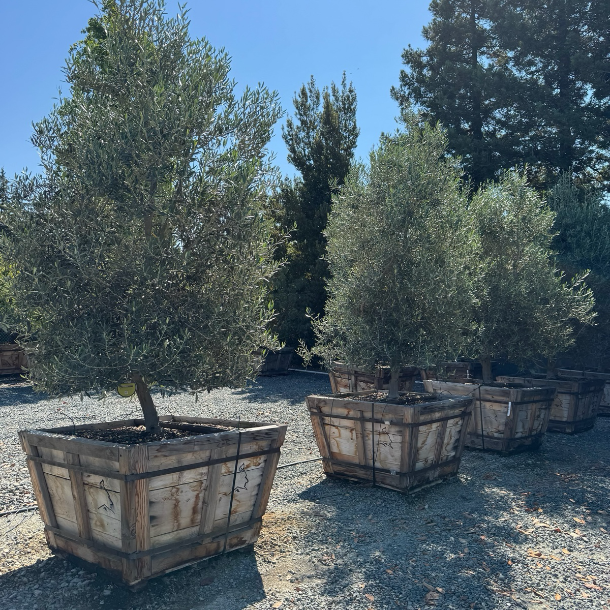 Swan Hill Olives®