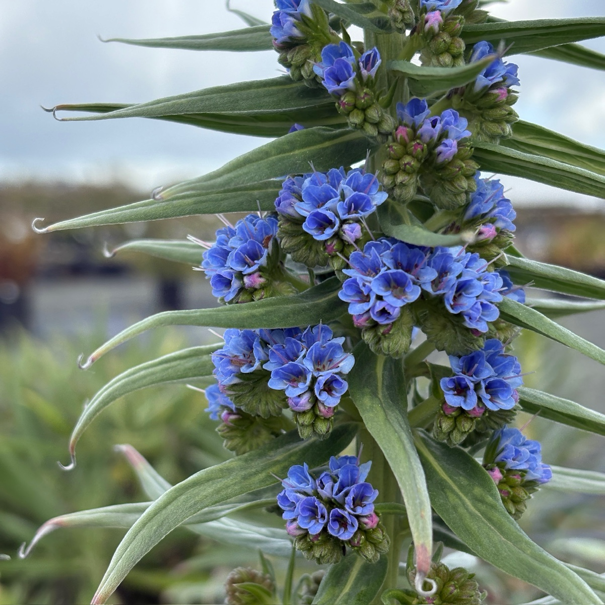 Pride of Madeira