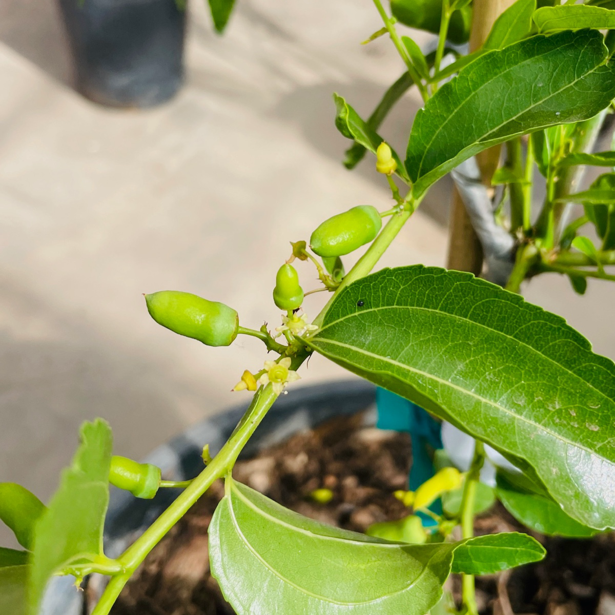 Tiger tooth Jujube