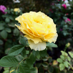 Doris Day Rose