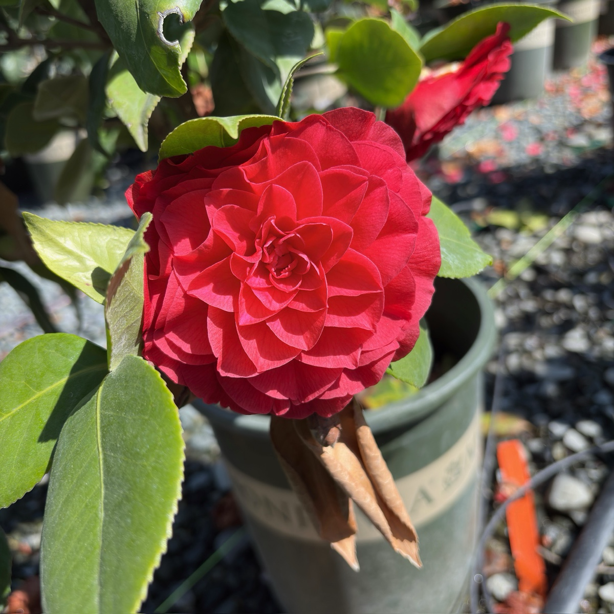 娜蔻贝拉山茶花