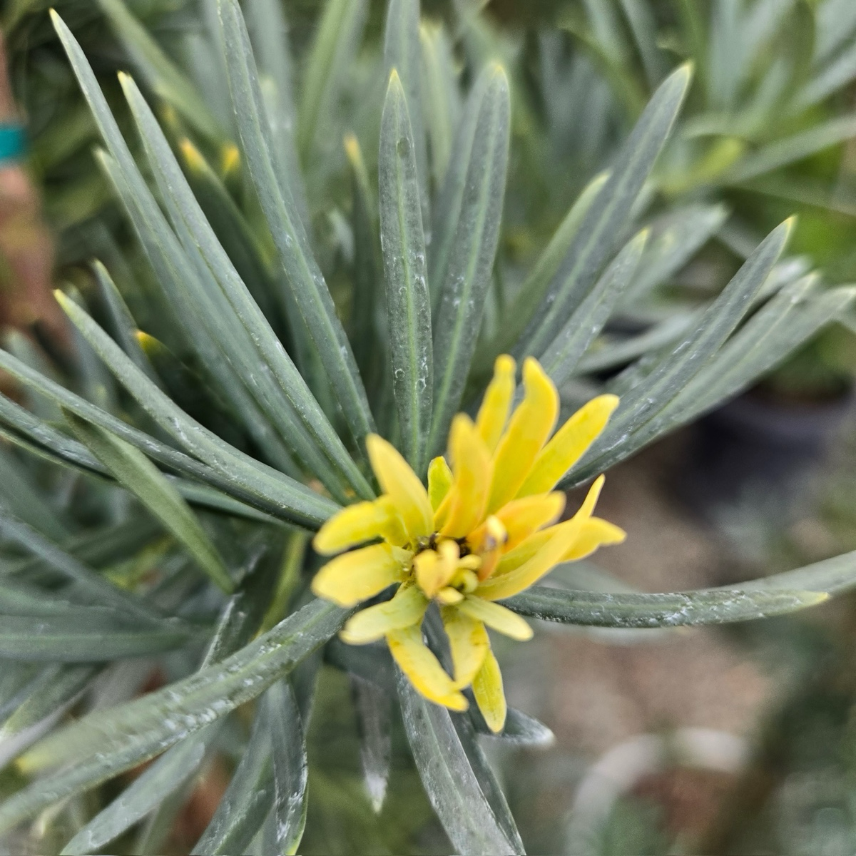 Shrubby Yew Pine