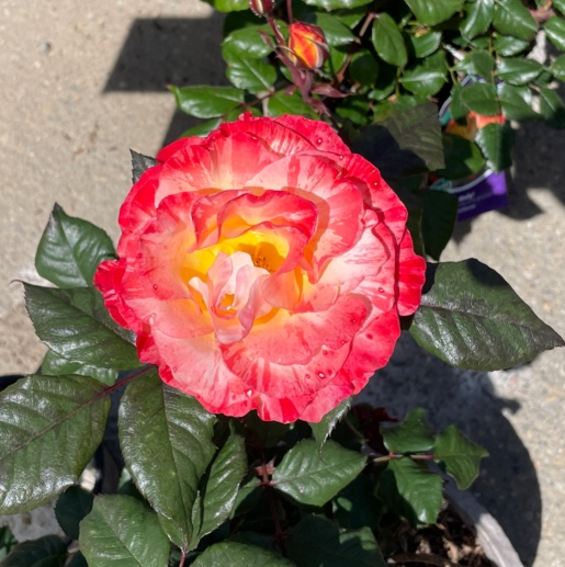 Chihuly Rose