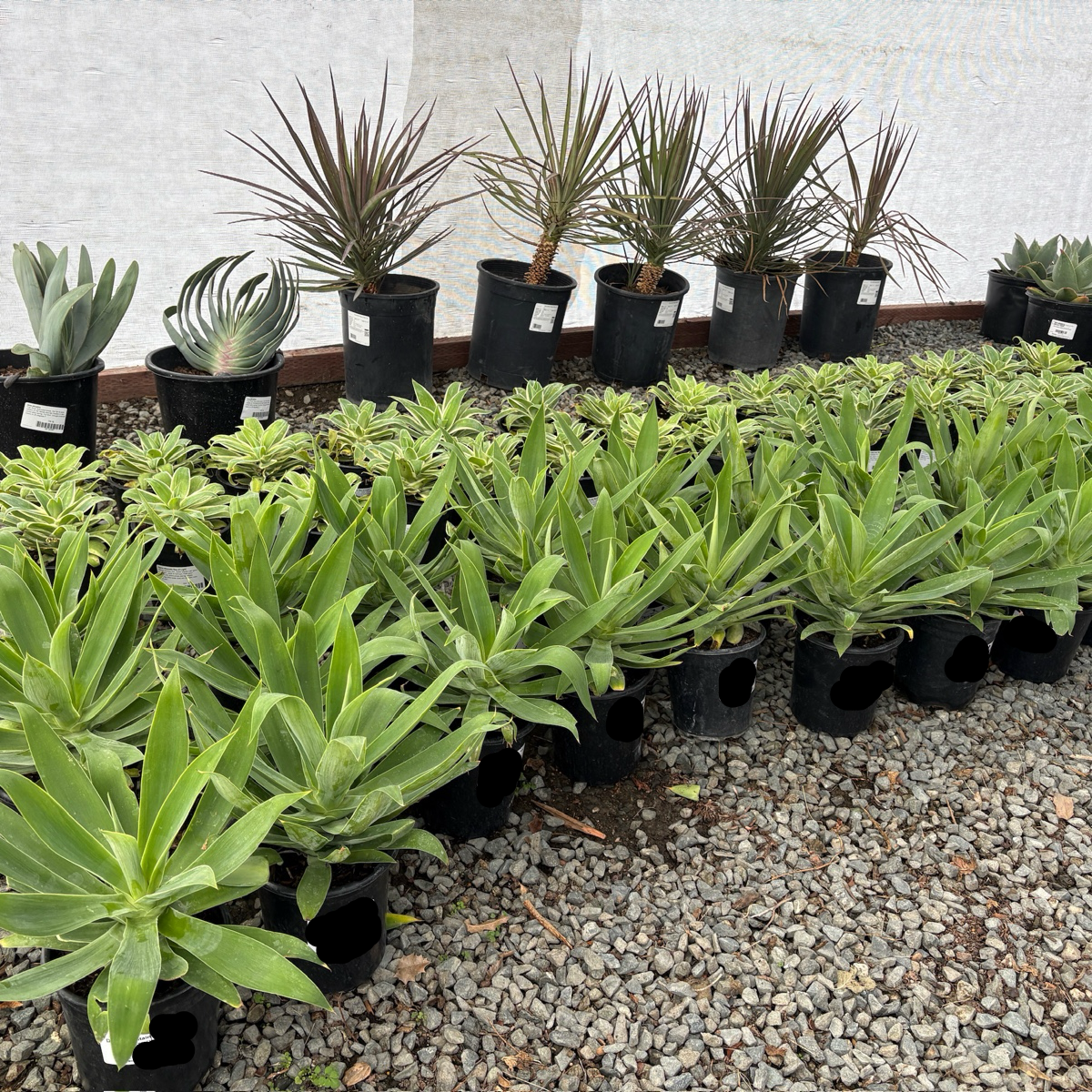 Fox Tail Agave