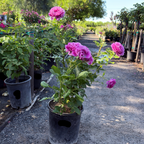 茶香月季-香水工厂