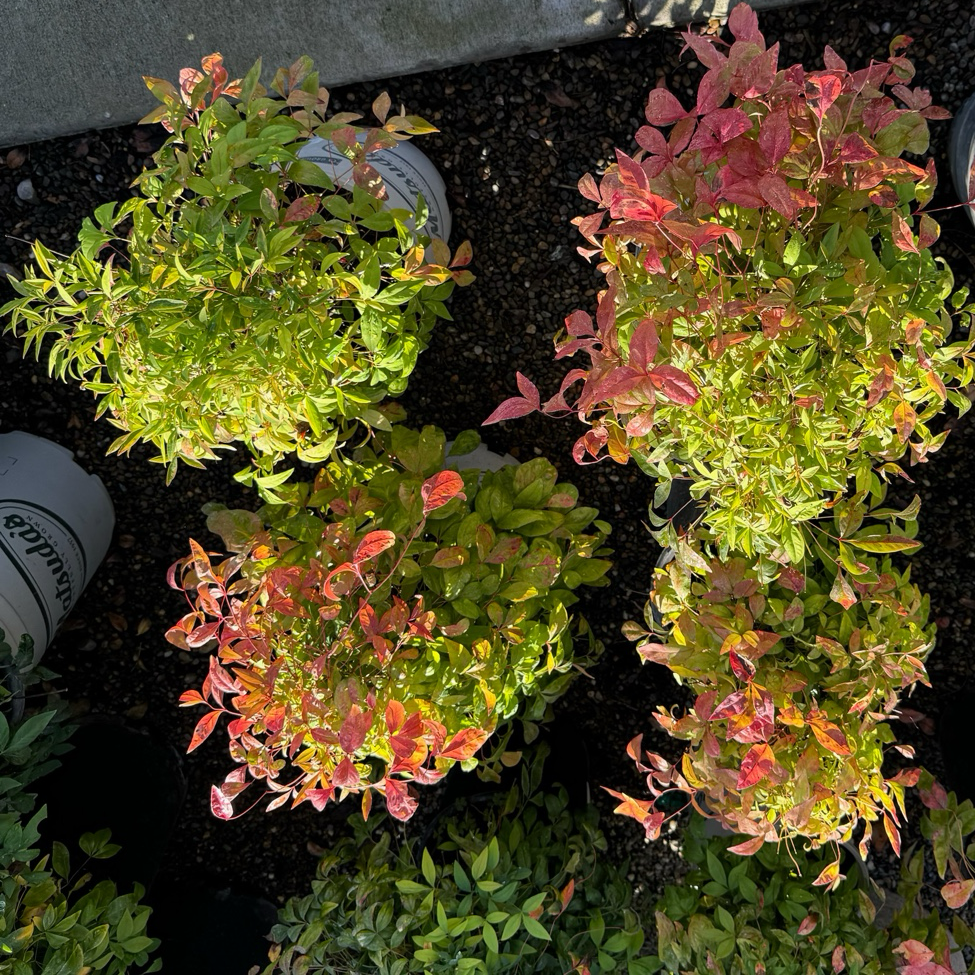 Nandina domestica-Flame