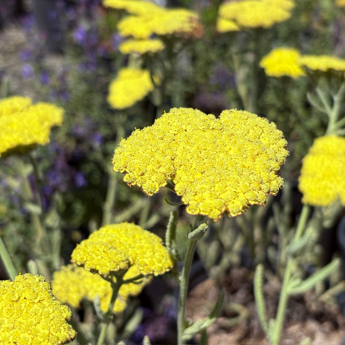 Ground cover plant-Silver Artemisia