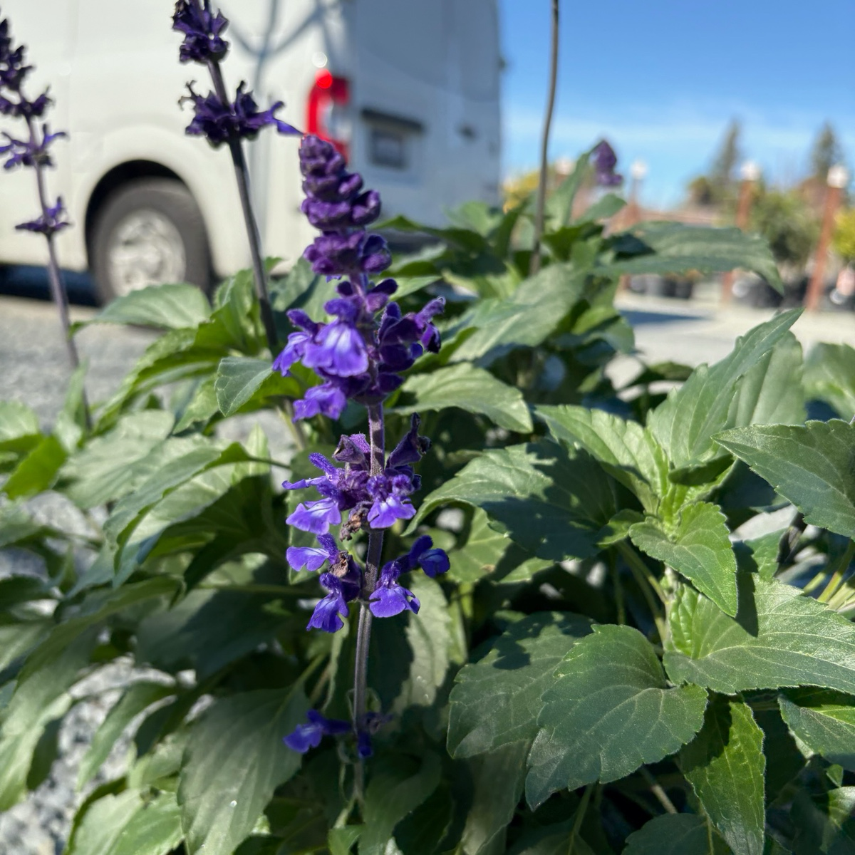 Mystic Spires Blue Salvia 