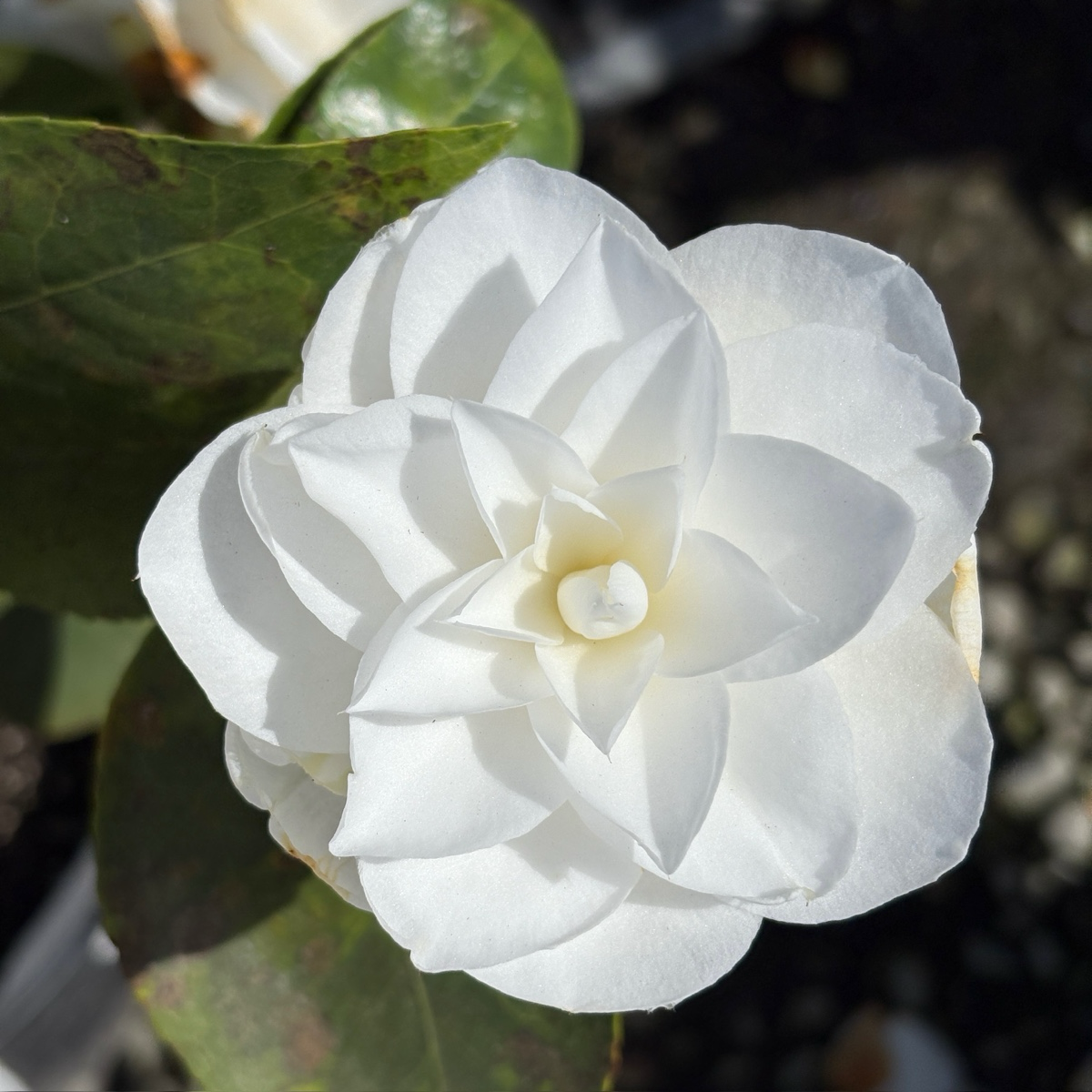 Nuccio's Gem Camellia