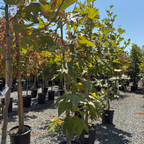 Western Sycamore