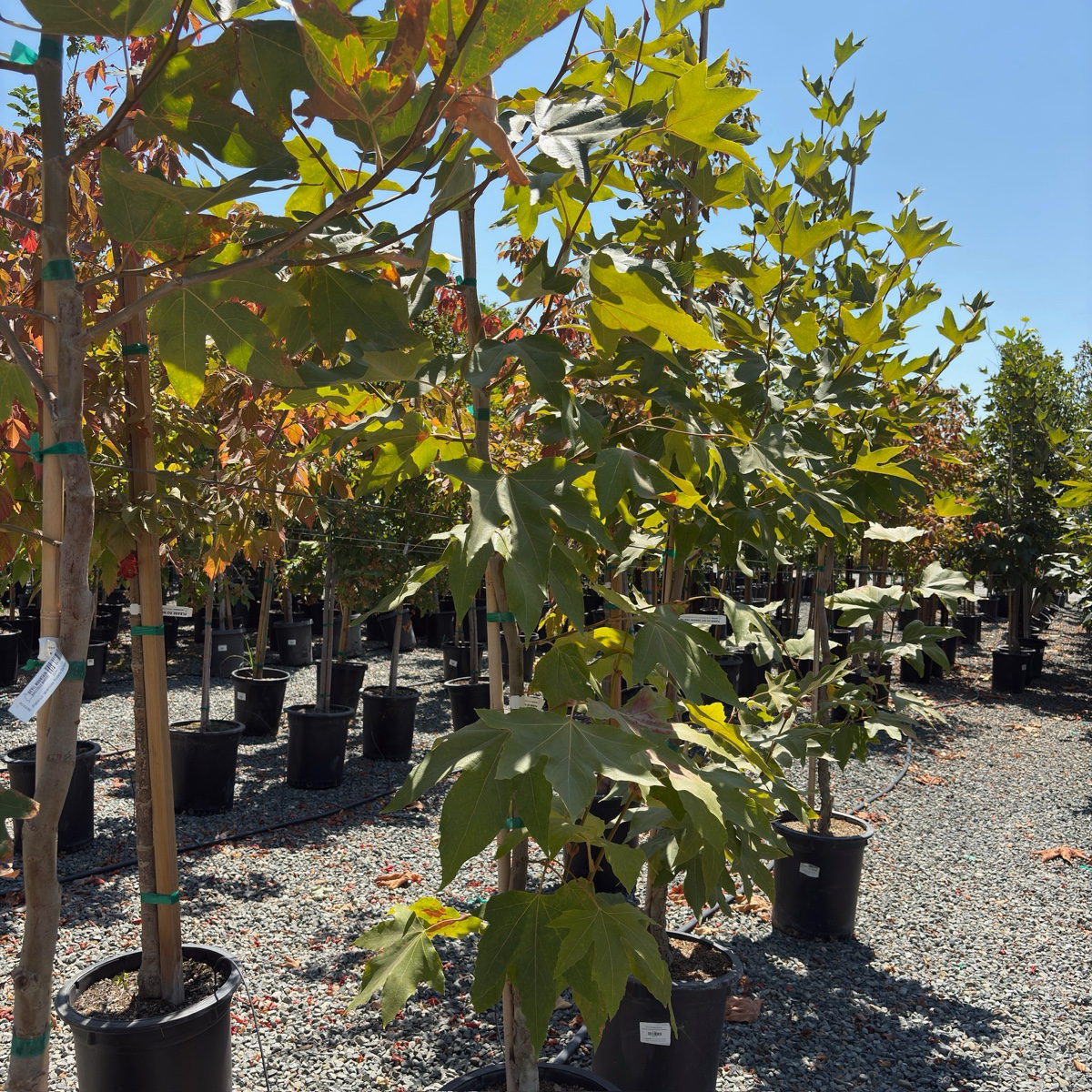 Western Sycamore
