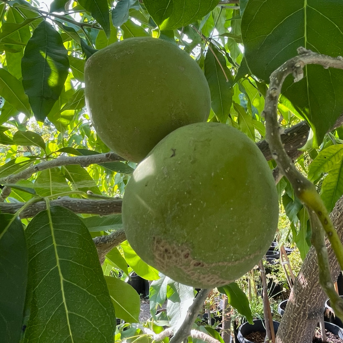 White Sapote